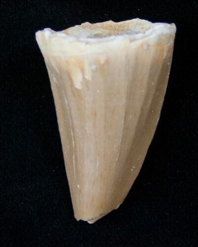 Fossil Mosasaurus Tooth #17027